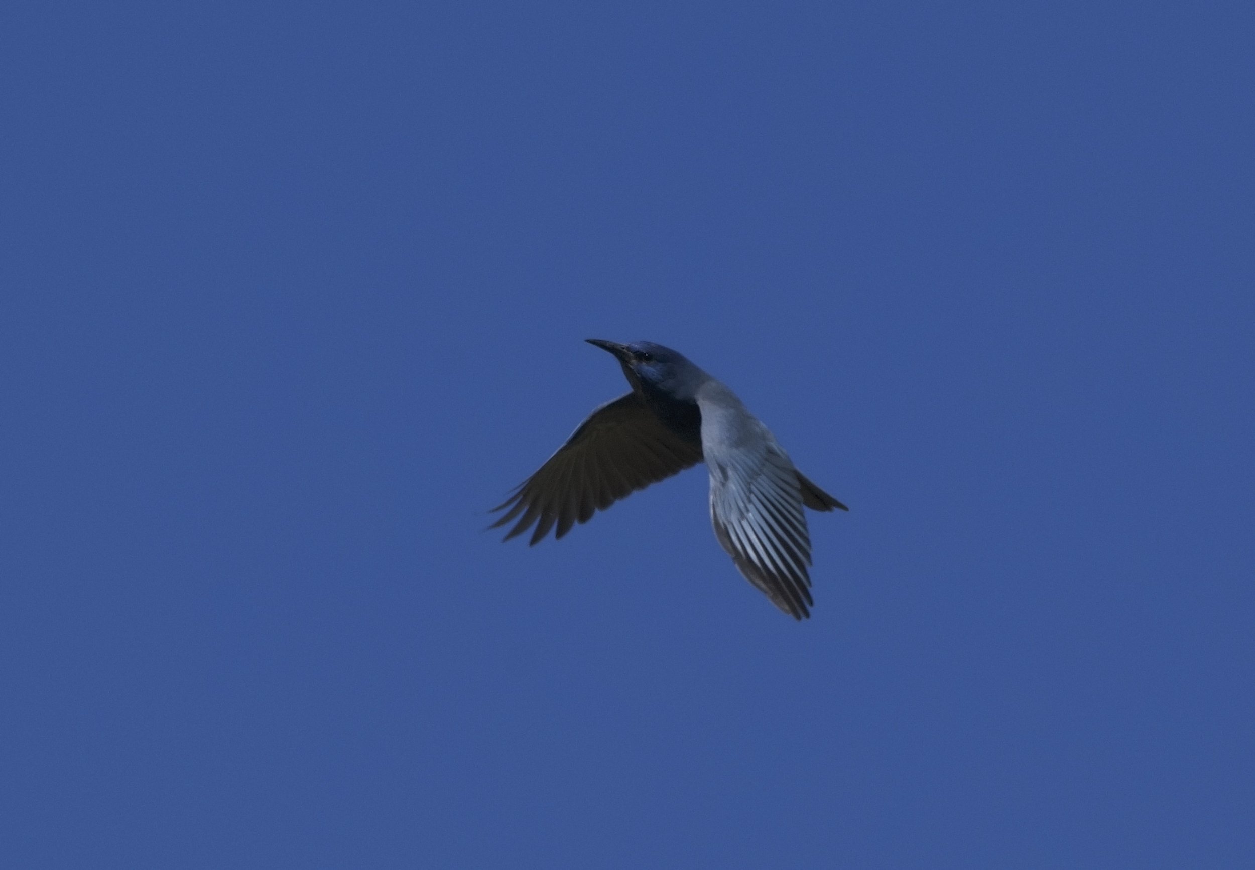 YARNNAKARN ヤナカーン flying bird ☆彡 Pinyon Jay Bioblitz Spring 2026 — Great Basin Bird Observatory